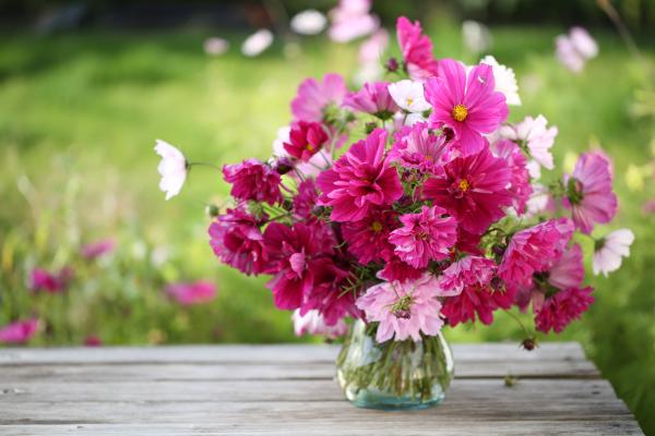 Fleurs - Cosmos Sensation Varié - image